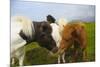 Iceland. Dyrholaey. Icelandic Horses on a Farm-Inger Hogstrom-Mounted Photographic Print