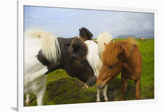 Iceland. Dyrholaey. Icelandic Horses on a Farm-Inger Hogstrom-Framed Photographic Print