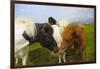 Iceland. Dyrholaey. Icelandic Horses on a Farm-Inger Hogstrom-Framed Photographic Print