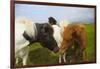 Iceland. Dyrholaey. Icelandic Horses on a Farm-Inger Hogstrom-Framed Photographic Print