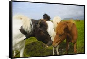 Iceland. Dyrholaey. Icelandic Horses on a Farm-Inger Hogstrom-Framed Stretched Canvas