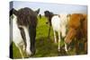 Iceland. Dyrholaey. Icelandic Horses on a Farm-Inger Hogstrom-Stretched Canvas