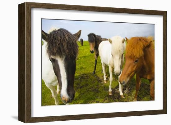 Iceland. Dyrholaey. Icelandic Horses on a Farm-Inger Hogstrom-Framed Photographic Print