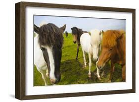 Iceland. Dyrholaey. Icelandic Horses on a Farm-Inger Hogstrom-Framed Photographic Print