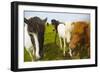 Iceland. Dyrholaey. Icelandic Horses on a Farm-Inger Hogstrom-Framed Photographic Print