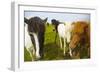 Iceland. Dyrholaey. Icelandic Horses on a Farm-Inger Hogstrom-Framed Photographic Print