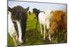 Iceland. Dyrholaey. Icelandic Horses on a Farm-Inger Hogstrom-Mounted Photographic Print