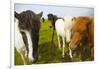 Iceland. Dyrholaey. Icelandic Horses on a Farm-Inger Hogstrom-Framed Photographic Print