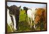 Iceland. Dyrholaey. Icelandic Horses on a Farm-Inger Hogstrom-Framed Photographic Print