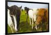 Iceland. Dyrholaey. Icelandic Horses on a Farm-Inger Hogstrom-Framed Photographic Print