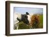 Iceland. Dyrholaey. Icelandic Horses on a Farm-Inger Hogstrom-Framed Photographic Print