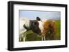 Iceland. Dyrholaey. Icelandic Horses on a Farm-Inger Hogstrom-Framed Photographic Print