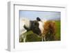 Iceland. Dyrholaey. Icelandic Horses on a Farm-Inger Hogstrom-Framed Photographic Print