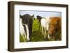 Iceland. Dyrholaey. Icelandic Horses on a Farm-Inger Hogstrom-Framed Photographic Print