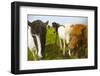 Iceland. Dyrholaey. Icelandic Horses on a Farm-Inger Hogstrom-Framed Photographic Print