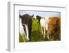 Iceland. Dyrholaey. Icelandic Horses on a Farm-Inger Hogstrom-Framed Photographic Print