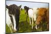 Iceland. Dyrholaey. Icelandic Horses on a Farm-Inger Hogstrom-Mounted Photographic Print