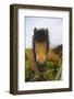 Iceland. Dyrholaey. Icelandic Horses on a Farm-Inger Hogstrom-Framed Photographic Print