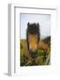 Iceland. Dyrholaey. Icelandic Horses on a Farm-Inger Hogstrom-Framed Photographic Print