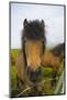 Iceland. Dyrholaey. Icelandic Horses on a Farm-Inger Hogstrom-Mounted Photographic Print