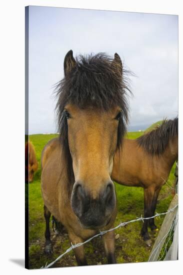 Iceland. Dyrholaey. Icelandic Horses on a Farm-Inger Hogstrom-Stretched Canvas