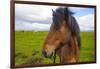 Iceland. Eyrarbakki. Icelandic Horse-Inger Hogstrom-Framed Photographic Print