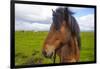 Iceland. Eyrarbakki. Icelandic Horse-Inger Hogstrom-Framed Photographic Print