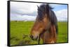 Iceland. Eyrarbakki. Icelandic Horse-Inger Hogstrom-Framed Stretched Canvas