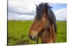 Iceland. Eyrarbakki. Icelandic Horse-Inger Hogstrom-Stretched Canvas