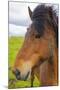 Iceland. Eyrarbakki. Icelandic Horse-Inger Hogstrom-Mounted Photographic Print