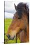 Iceland. Eyrarbakki. Icelandic Horse-Inger Hogstrom-Stretched Canvas