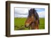 Iceland. Eyrarbakki. Icelandic Horse-Inger Hogstrom-Framed Photographic Print