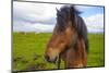 Iceland. Eyrarbakki. Icelandic Horse-Inger Hogstrom-Mounted Photographic Print