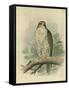 Iceland Falcon-F. w. Frohawk-Framed Stretched Canvas