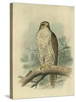 Iceland Falcon-F. w. Frohawk-Stretched Canvas