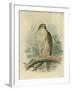 Iceland Falcon-F. w. Frohawk-Framed Art Print