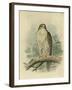 Iceland Falcon-F. w. Frohawk-Framed Art Print