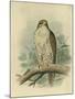 Iceland Falcon-F. w. Frohawk-Mounted Art Print