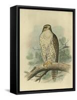 Iceland Falcon-F. w. Frohawk-Framed Stretched Canvas