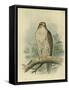 Iceland Falcon-F. w. Frohawk-Framed Stretched Canvas