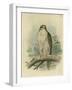 Iceland Falcon-F. w. Frohawk-Framed Art Print