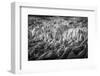 Iceland, Fjallsarlon, Ice-Hollice Looney-Framed Photographic Print