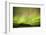 Iceland, Fjallsarlon. the Northern Lights Appearing in the Sky at Fjallsarlonll.-Katie Garrod-Framed Photographic Print