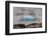 Iceland, Golden Circle, Strokkur Geyser. The Strokkur Geyser erupts with much steam.-Ellen Goff-Framed Photographic Print