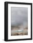 Iceland, Golden Circle. The Strokkur Geyser erupts with much steam.-Ellen Goff-Framed Photographic Print