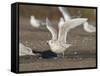 Iceland Gull 2nd Winter Vagrant Taking Off-null-Framed Stretched Canvas