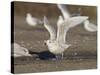 Iceland Gull 2nd Winter Vagrant Taking Off-null-Stretched Canvas