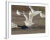 Iceland Gull 2nd Winter Vagrant Taking Off-null-Framed Photographic Print