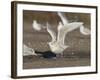 Iceland Gull 2nd Winter Vagrant Taking Off-null-Framed Photographic Print