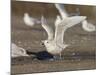 Iceland Gull 2nd Winter Vagrant Taking Off-null-Mounted Photographic Print